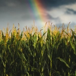 Критический анализ слот-игры Sky Bounty с детальным разбором механик