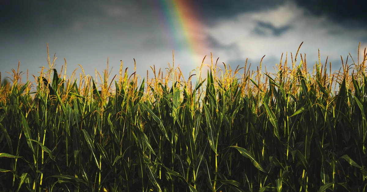 Критический анализ слот-игры Sky Bounty с детальным разбором механик