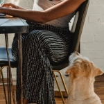 Игровой автомат The Dog House - анализ для требовательных игроков