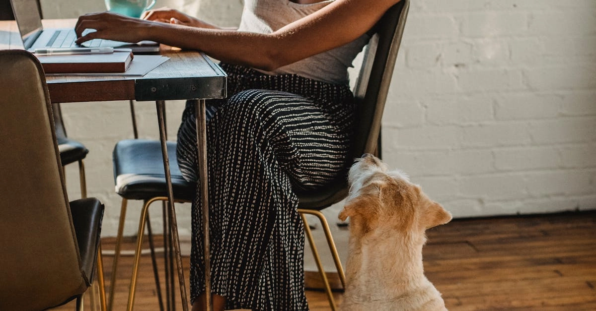 Игровой автомат The Dog House - анализ для требовательных игроков